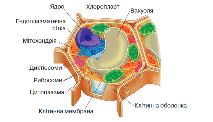 Вакуоли