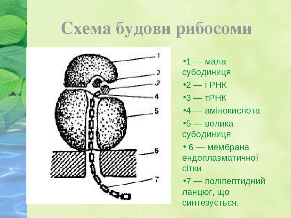 Рыбосомы