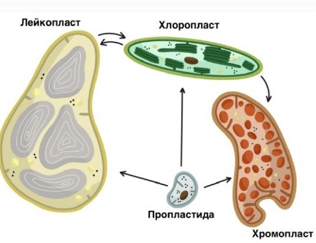 Лейкопласты