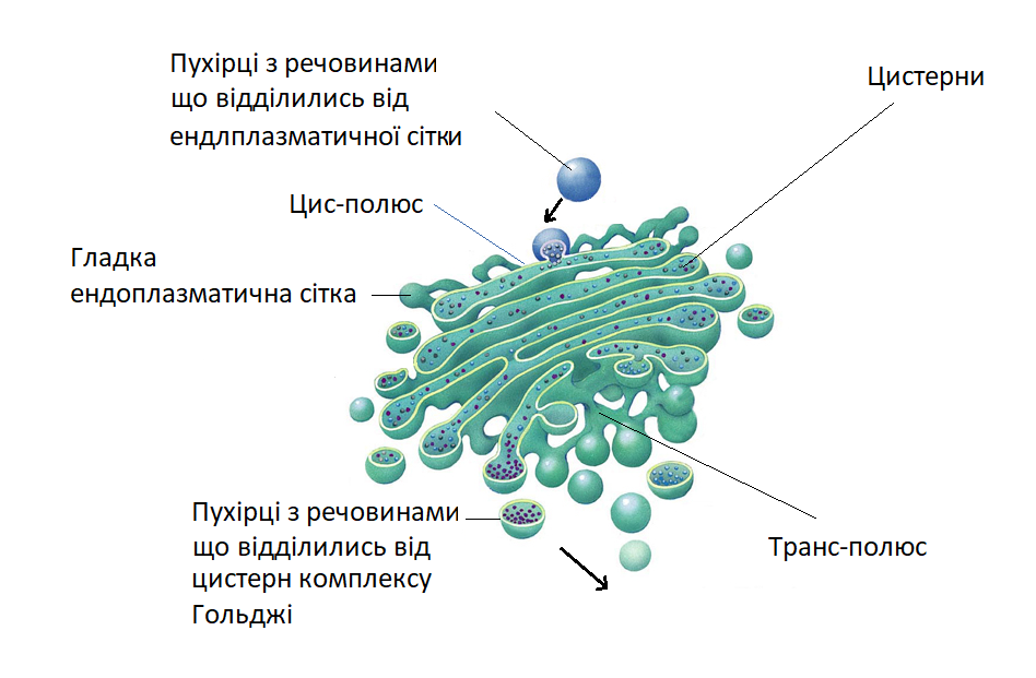 Аппарат Гольджи