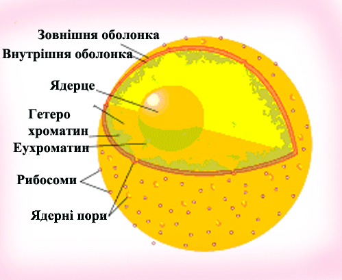 Ядро
